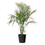ALDI_033383250342.jpg